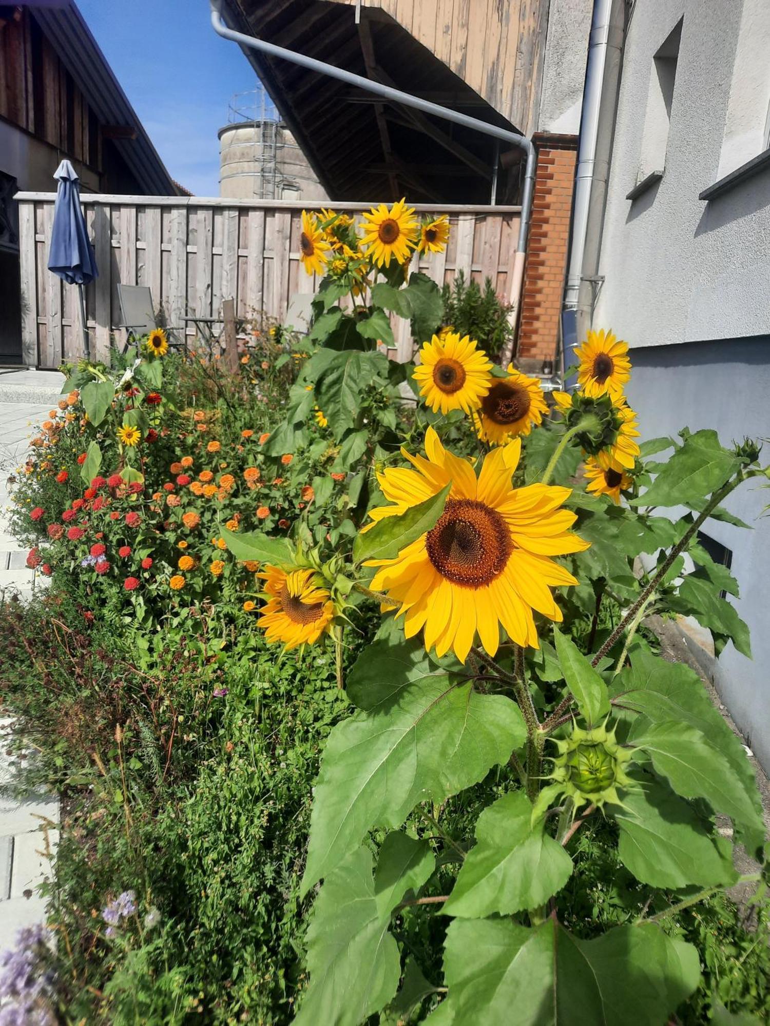 Neukirch  Ferienwohnung Pusteblume מראה חיצוני תמונה