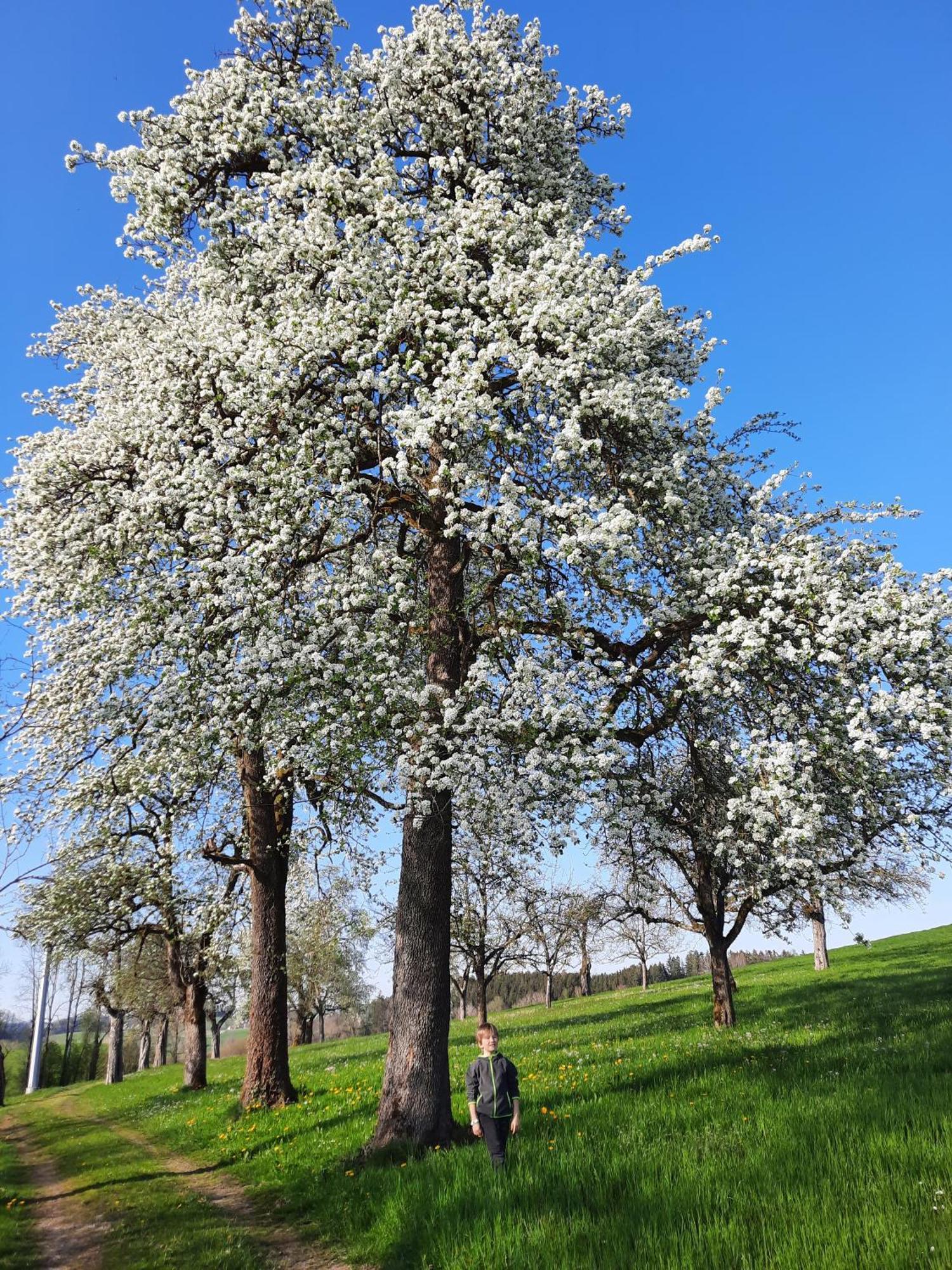 Neukirch  Ferienwohnung Pusteblume מראה חיצוני תמונה